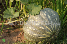 Load image into Gallery viewer, Pumpkin Green/ಕುಂಬಳಕಾಯಿ ಹಸಿರು - 500 g (5560100192420)