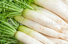 Load image into Gallery viewer, Radish - White/ಮೂಲಂಗಿ, 500 g (5560089149604)