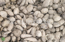 Load image into Gallery viewer, Chinese Potato / Sambrani Gadde , 500 g