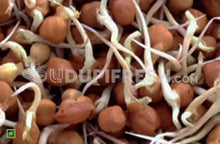 Load image into Gallery viewer, Sprouts - Channa Brown, 200 g (5561208504484)