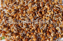 Load image into Gallery viewer, Sprouts - Horse Gram, 200 g (5561201623204)