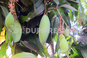 Raw Totapuri Mango, 1 Kg