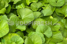 Load image into Gallery viewer, Organic Fresh Thimare Leaves , 100 g