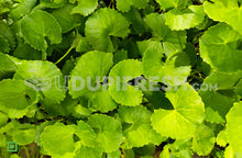 Load image into Gallery viewer, Organic Fresh Thimare Leaves , 100 g