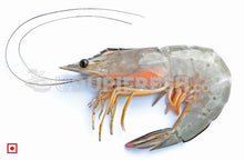 Load image into Gallery viewer, White Prawns - Big, 1 kg (5551710961828)