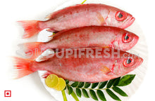 Load image into Gallery viewer, Disco , Big – Finned Bulleye, 1 Kg