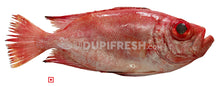 Load image into Gallery viewer, Disco , Big – Finned Bulleye, 1 Kg