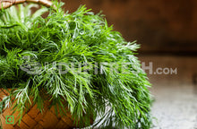 Load image into Gallery viewer, Dill Leaves /  ಸಬ್ಬಸಿಗೆ ಎಲೆಗಳು, 100 g