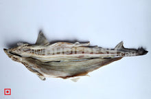 Load image into Gallery viewer, Dry Shark Fish, 1 Fish