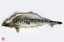 Load image into Gallery viewer, Dry Shark Fish, 1 Fish