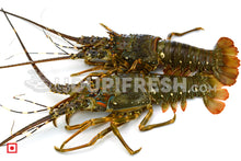 Load image into Gallery viewer, Lobster, 1 Kg