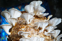 Load image into Gallery viewer, Hydroponic Organic Mushroom Home Farming Kit