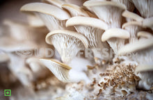 Load image into Gallery viewer, Hydroponic Organic Mushroom Home Farming Kit