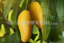 Load image into Gallery viewer, Dasari Mango, 1 Kg