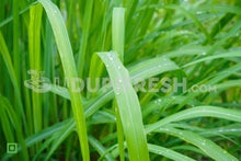 Load image into Gallery viewer, Fresh Lemongrass , 250 g