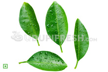 Load image into Gallery viewer, Lemon Leaf , 20 Leaf