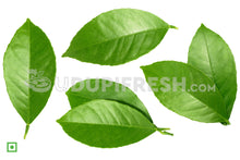 Load image into Gallery viewer, Lemon Leaf , 20 Leaf