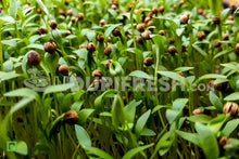 Load image into Gallery viewer, Home Grown Microgreens Coriander, 100 g