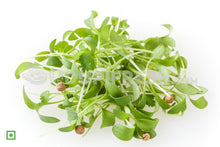 Load image into Gallery viewer, Home Grown Microgreens Coriander, 100 g