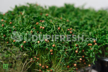 Load image into Gallery viewer, Home Grown Microgreens Coriander, 100 g