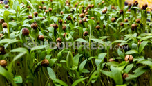 Load image into Gallery viewer, Home Grown Microgreens Coriander, 100 g