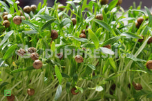 Load image into Gallery viewer, Home Grown Microgreens Coriander, 100 g