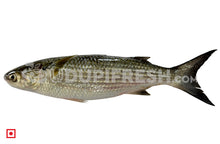 Load image into Gallery viewer, Freshwater Fresh Mullet Fish / Malai Fish , 1 Kg