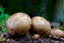 Load image into Gallery viewer, Rare Gud Gud Alambe or  wild mushrooms Alamb Without Peeled,1 Kg