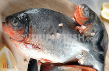 Load image into Gallery viewer, Freshwater Fresh Roopchand Fish / Pacur Fish  1 Kg
