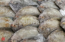 Load image into Gallery viewer, Black Pomfret/Black Maanji-  Small , 1 kg
