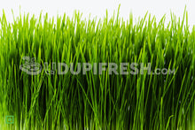 Load image into Gallery viewer, Wheatgrass 20 g