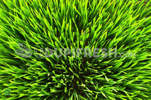 Load image into Gallery viewer, 7 Days Fresh Wheatgrass 150 g