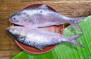 Hilsa / Ilish Fish 1 Kg