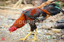 Load image into Gallery viewer, Ghagus Local Breed Chicken 2 Kg to 2.5 Kg Before Clean
