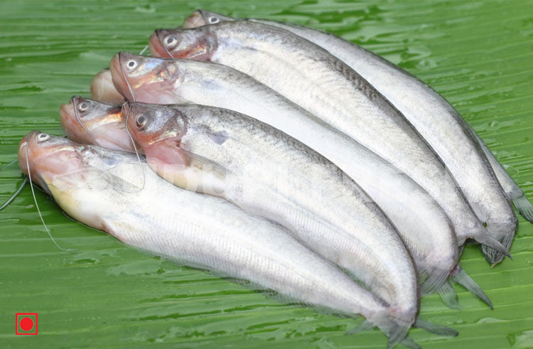 Pabda Fish / Butter Catfish 1 Kg