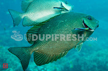 Load image into Gallery viewer, Fresh Siganus vermiculatus Fish , 1 Kg
