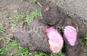 Purple Yam (mundi genasu), 1 Kg