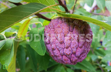 Load image into Gallery viewer, Red Custard Apple (Annona reticulata) 1 Kg
