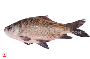 Freshwater fish Catla