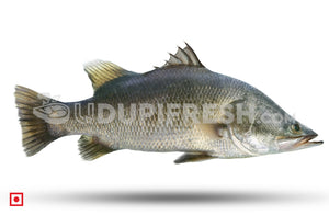 Barramundi Fish 1 Kg