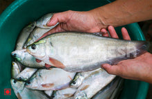 Load image into Gallery viewer, Chitol / Clown Knifefish 1 Kg
