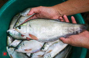 Chitol / Clown Knifefish 1 Kg