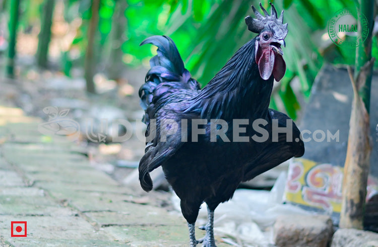 Kadaknath Chicken 1 to 1.5 Kg Before Clean – UDUPI FRESH