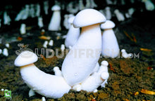 Load image into Gallery viewer, Milky Mushroom, 400 g
