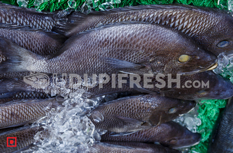 Freshwater Black Snapper / Karipetti , 1 Kg