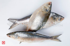 Hilsa / Ilish Fish 1 Kg