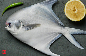 Maanji/White Pomfret- Big Size ( 1 Kg)