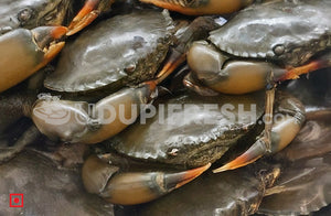 Fresh Black Crab, ಕಪ್ಪು ಏಡಿ-(1kg)