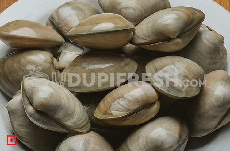 Shell,Clam/ಮರುವಾಯಿ -Medium ( 55 Counts )