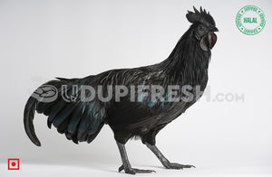 Kadaknath  Chicken 1 to 1.5 Kg Before Clean